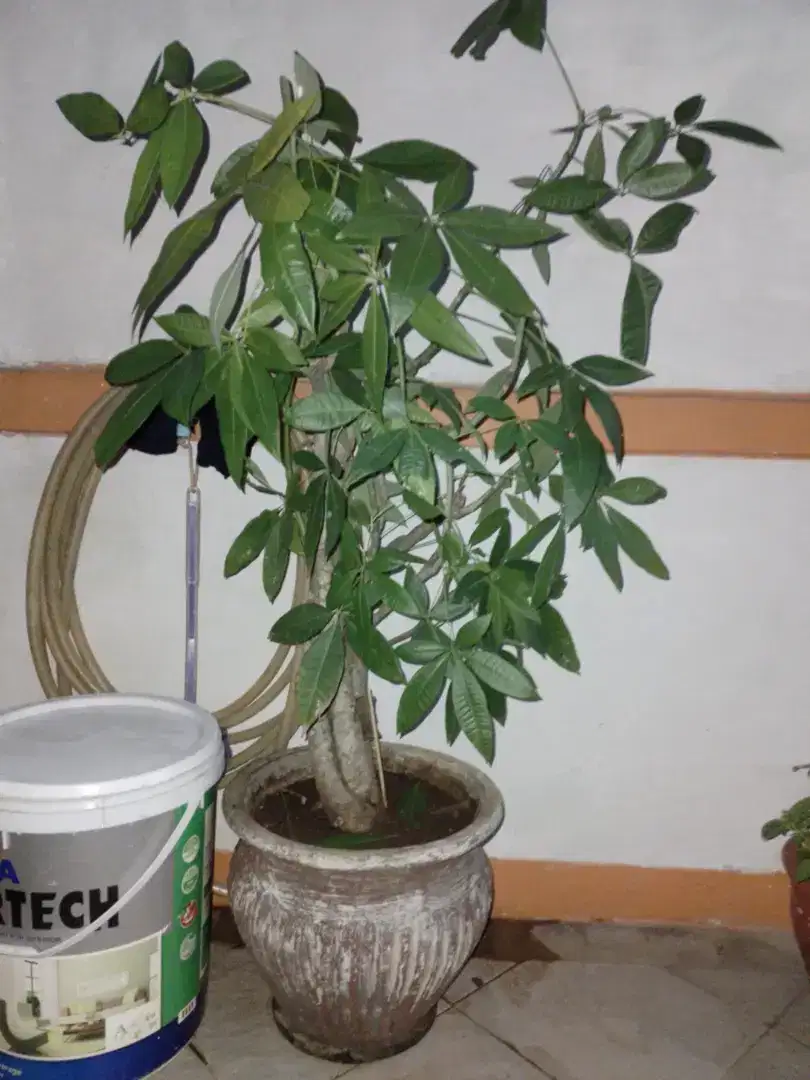Tanaman hias+pot, ada 4, pohon uang+daun mint+daun israel+lidah mertua