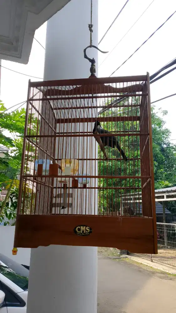 burung poksay hongkong pipi hitam