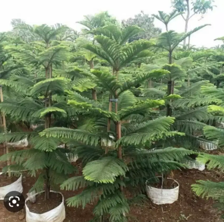 Pohon Cemara norfox