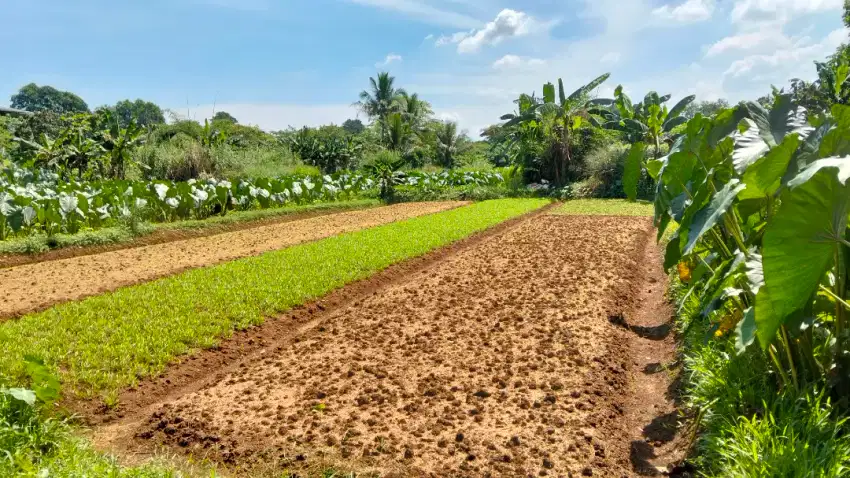 Tanah Dijual Di Daerah Cimanggis, Bojonggede