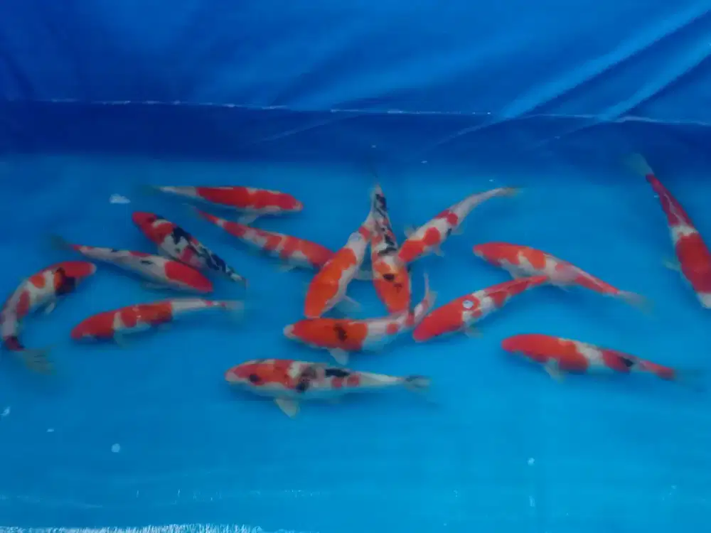 koi warna besar