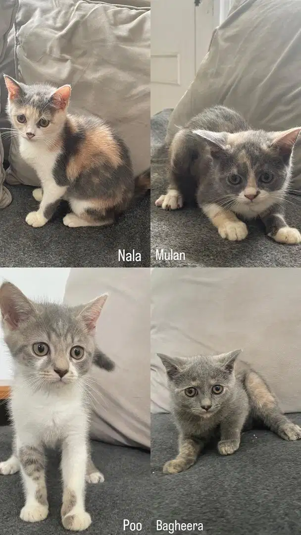 kitten bsh x scottish