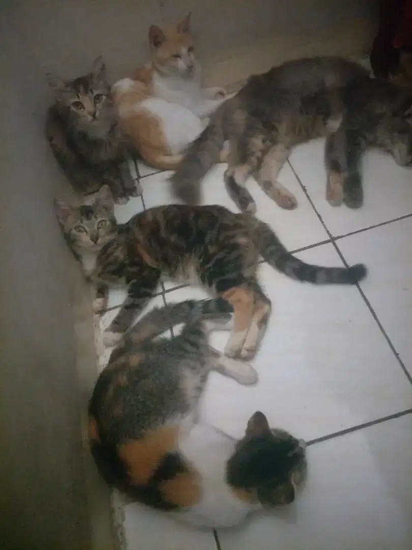 KUCING GEMUK GRATIS