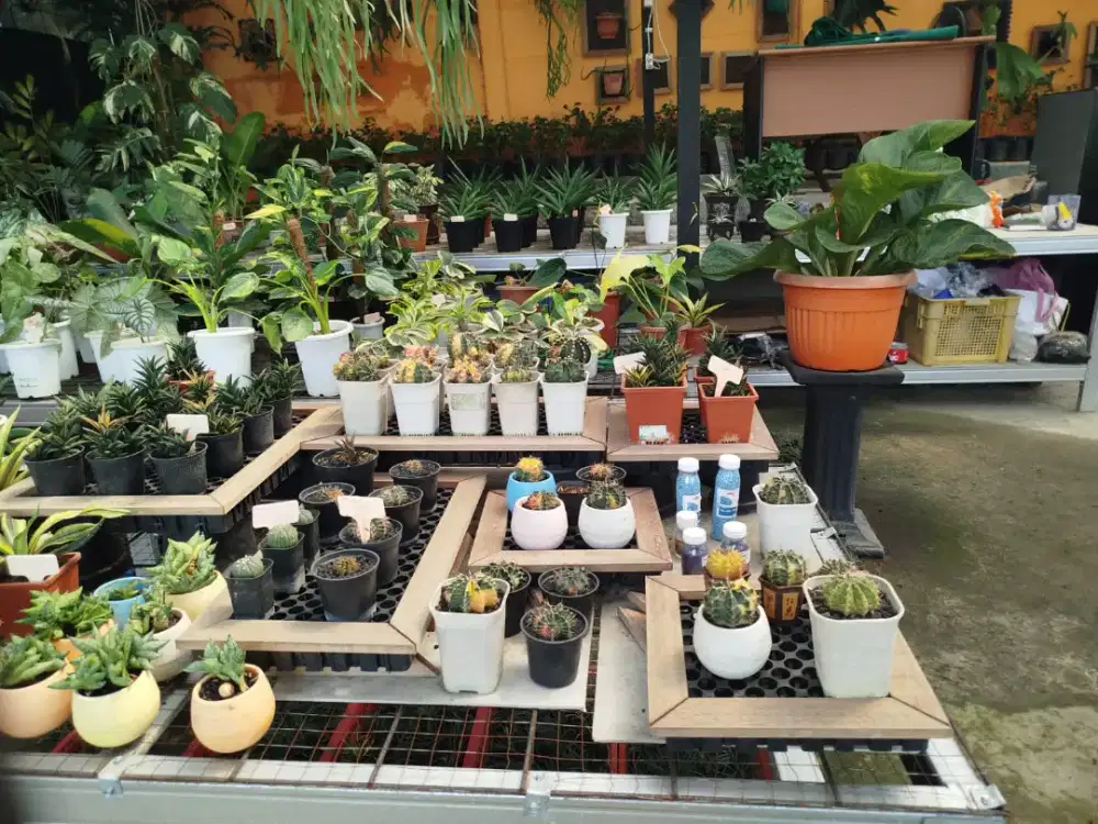 Souvenir unik u kawinan kaktus