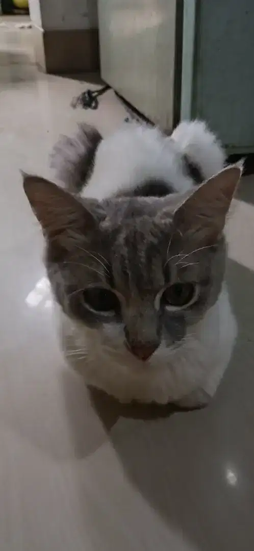 KUCING JANTAN ANGORA MURAH