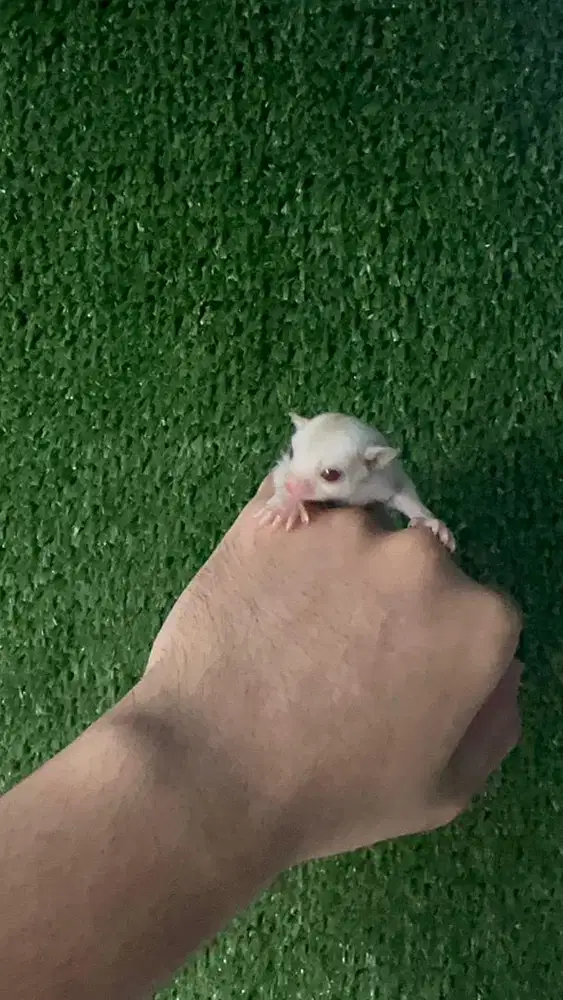 Joey Sugar Glider Creamino