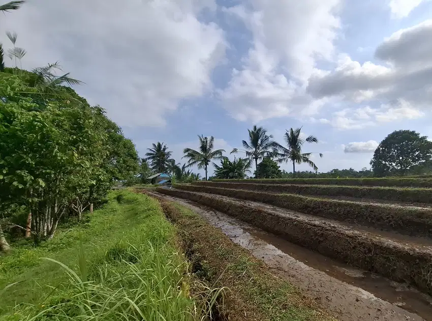 Dijual tanah view sawah dengan suasana sejuk