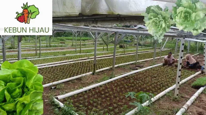 Dicari pekerja wanita dan pekerja pria untuk kebun sayuran