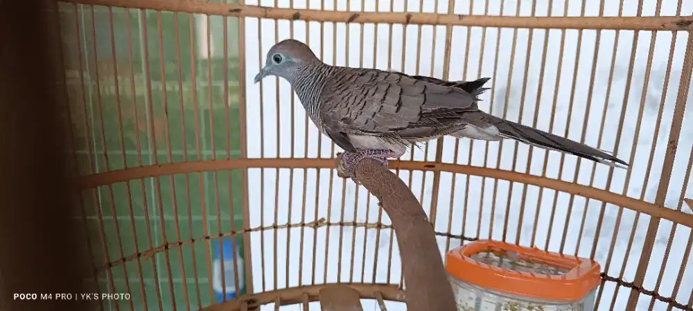 Perkutut Lokal Alam Berkaturanggan Surung Drajad