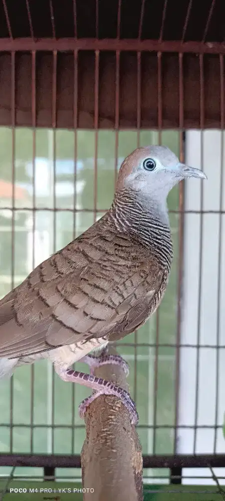 Perkutut Lokal Alam Ekor 16