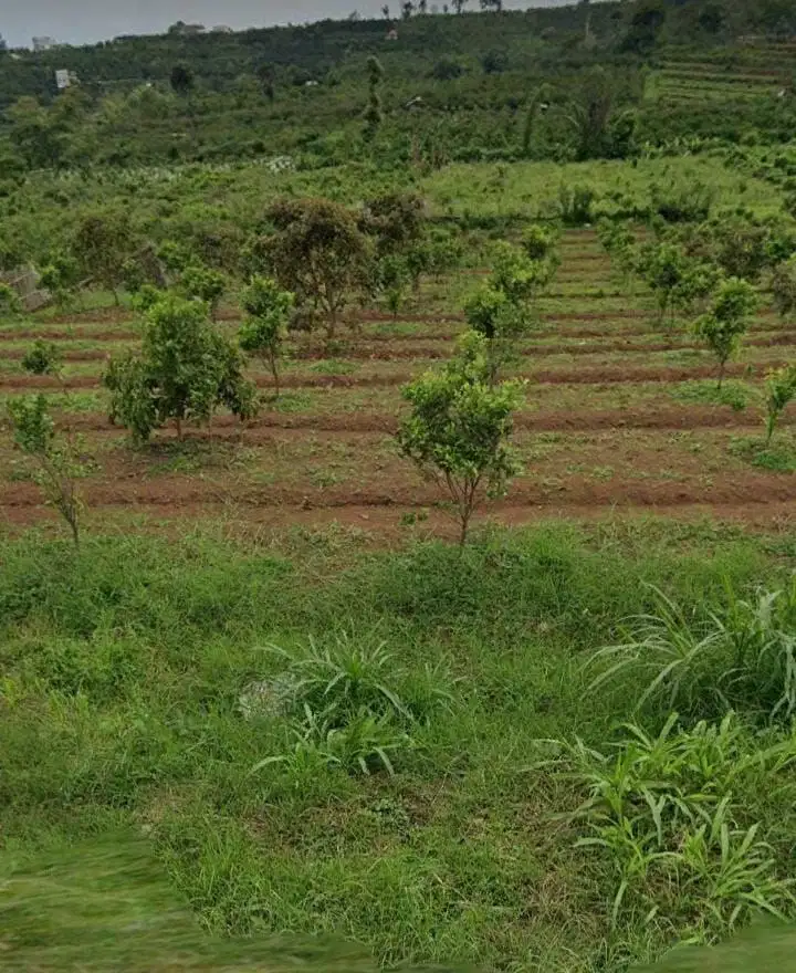 Dijual murah Tanah seluas 5 ha jarak hanya 400 meter dari Kampus UIN