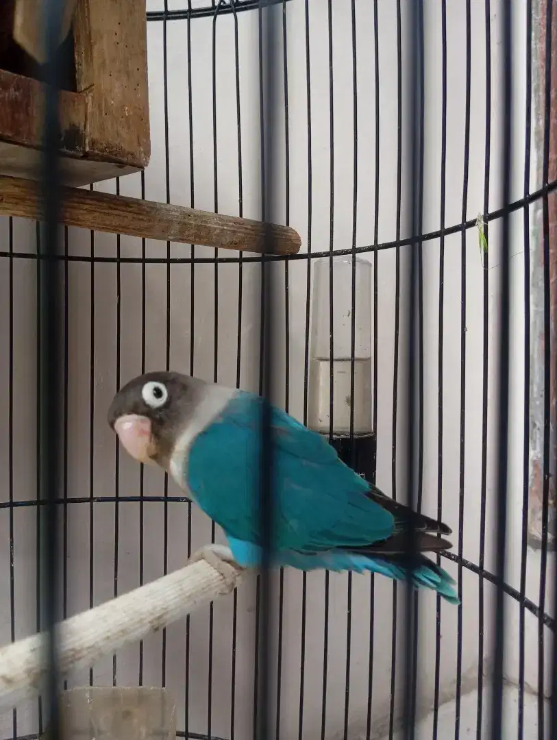 FULSET LOVE BIRD BLUE ICE