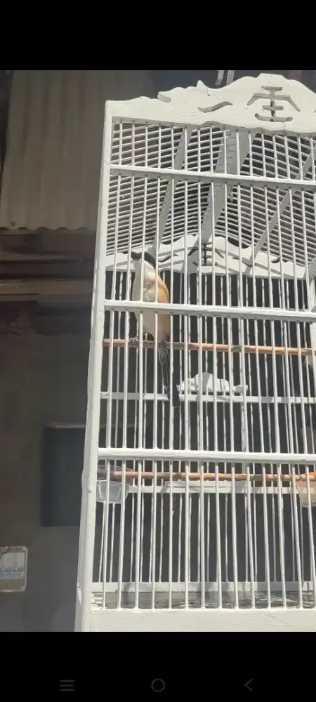 Pentet ASLI MADURA sembur