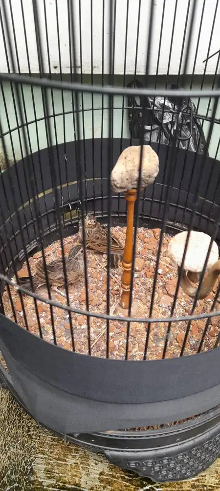 Dijual sepasang burung branjangan javanica