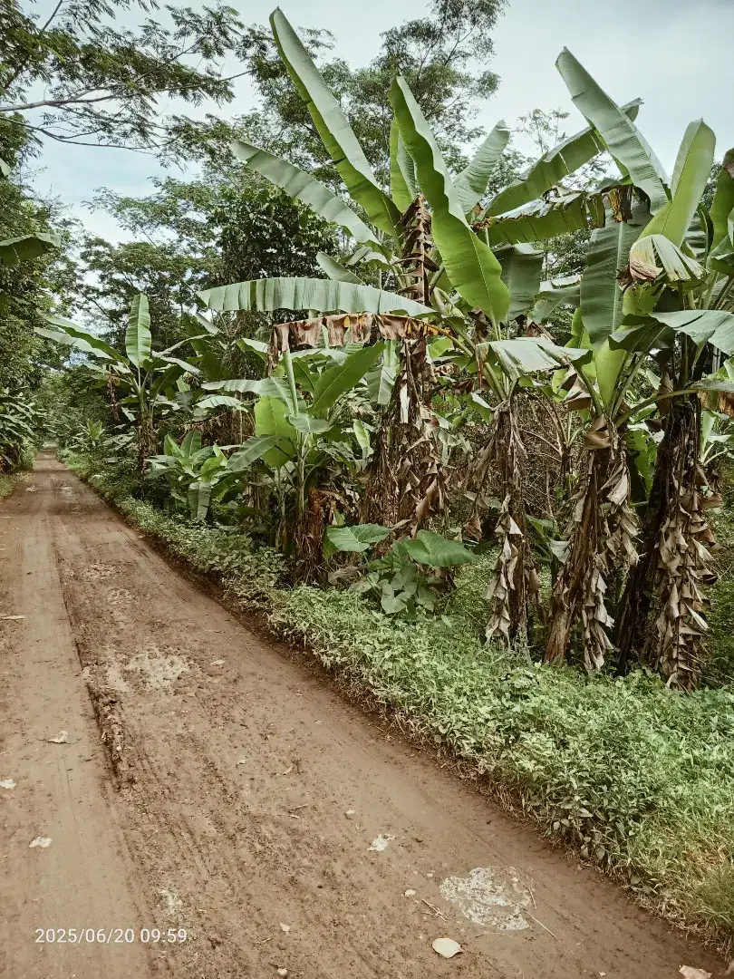 B,u Dijual cepat tanah kebun lokasi bagus