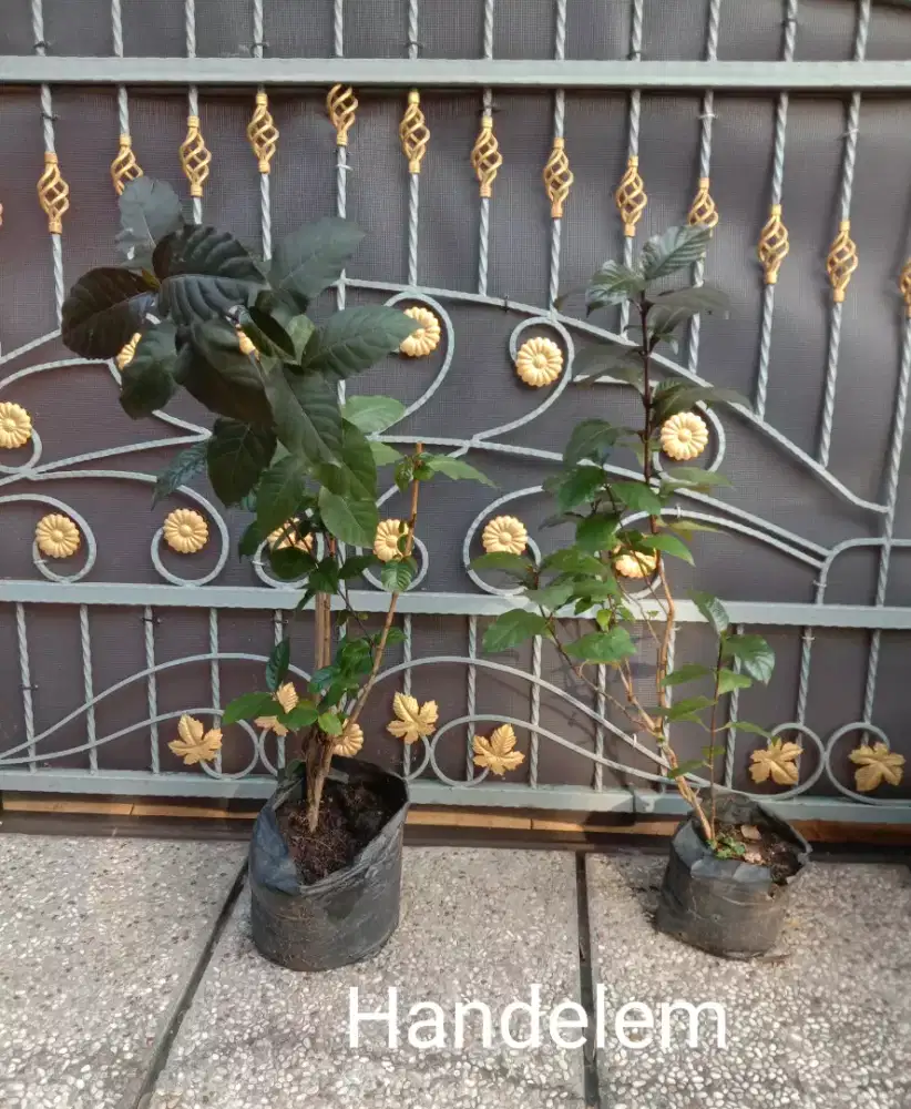 Tanaman Herbal Handelem