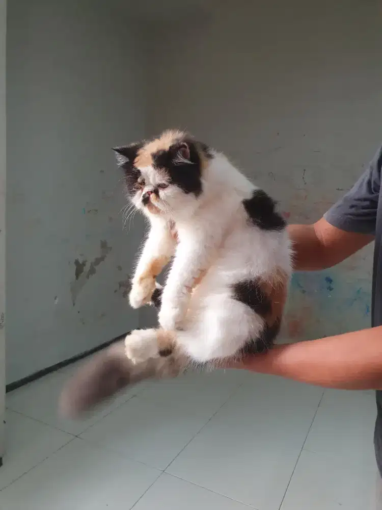 Kucing peaknose calico