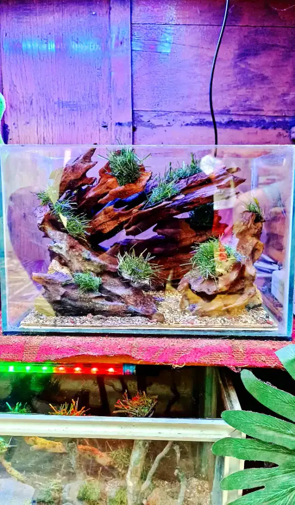 Aquascape P30xL20xT20 + Tank