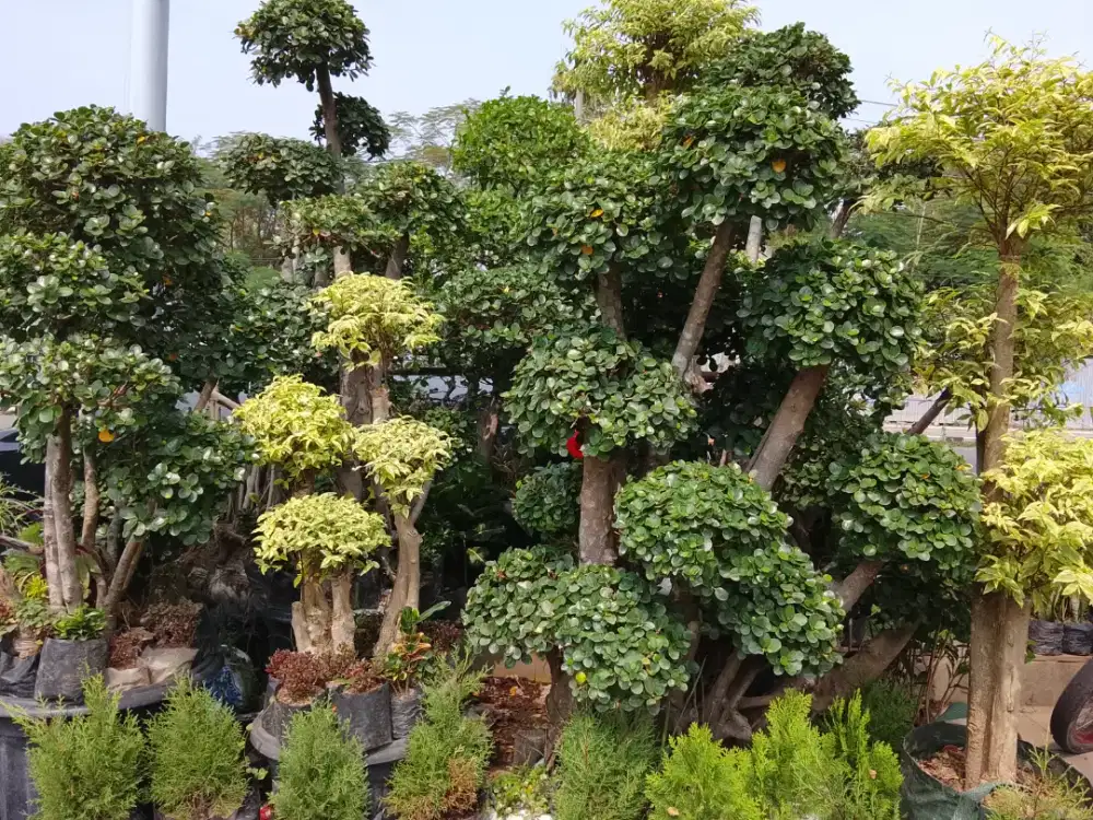jual berbagai macam tanaman hias ,tanaman buah ,pot dan pupuk