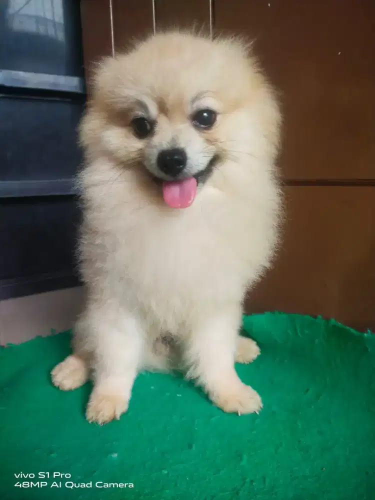 Anjing minipom jantan