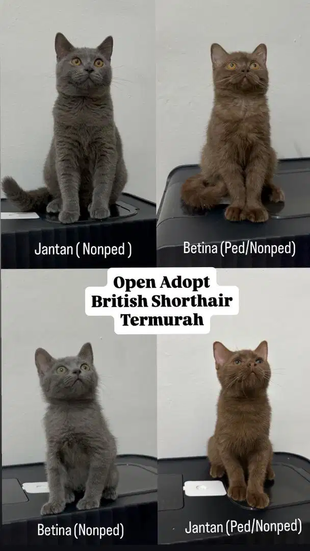 Open adopt kucing british shorhair