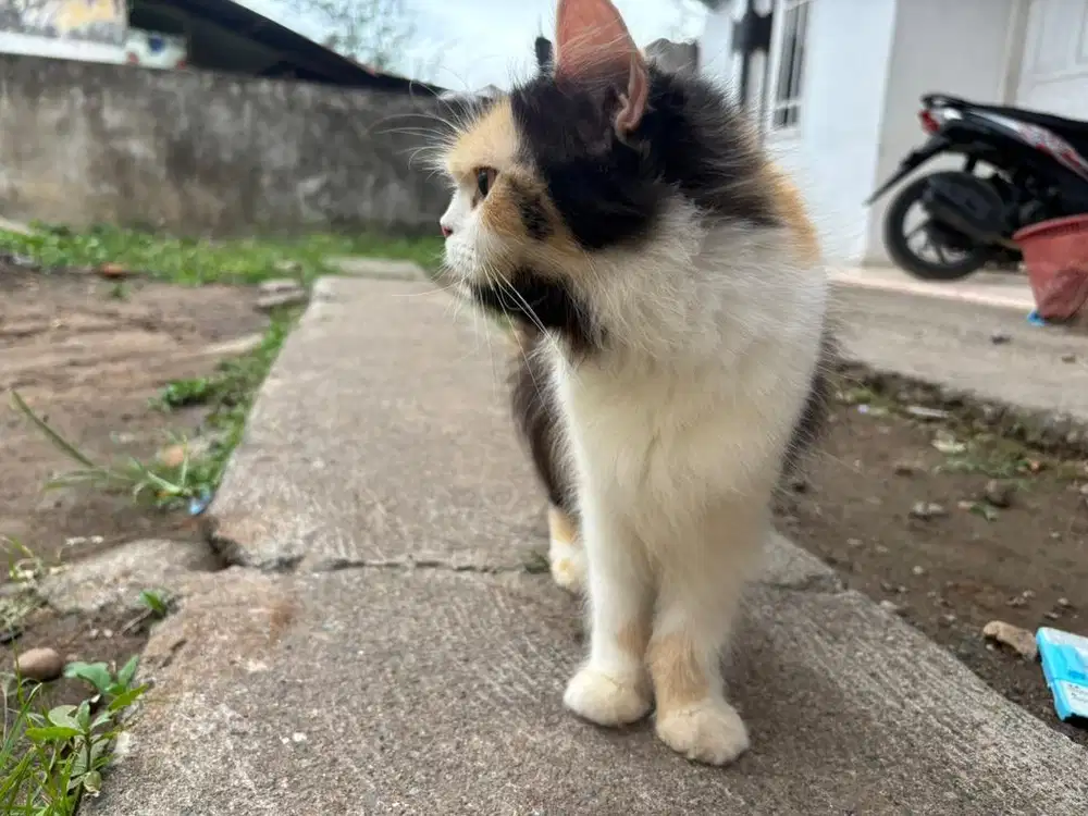 Open Adop Indukan Persia