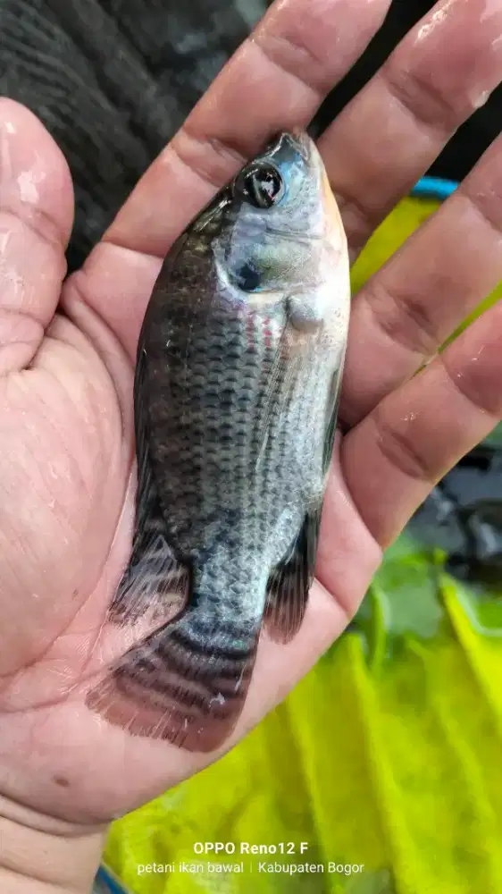 Jual bibit ikan nila nirwana