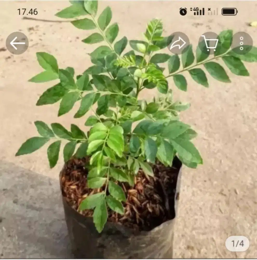 Tanaman rempah salam Koja /daun kari