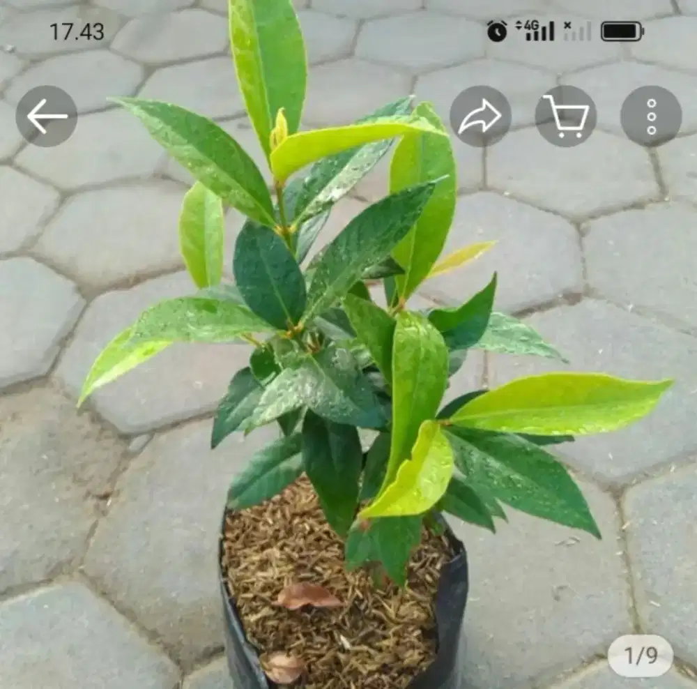 Bibit tanaman daun salam