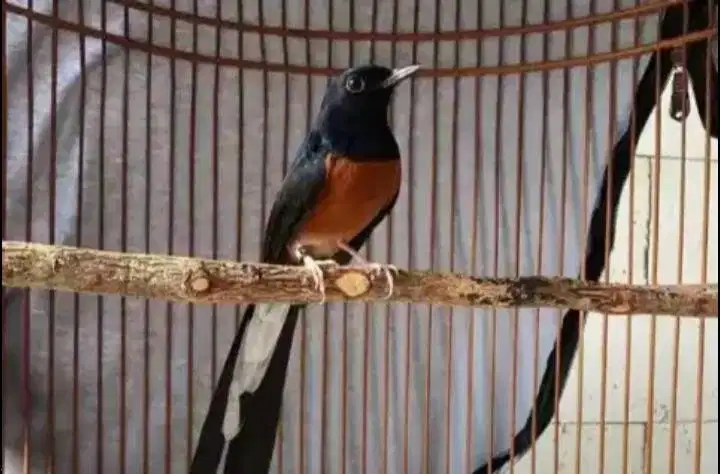 Murai beti glossy trah prestasi