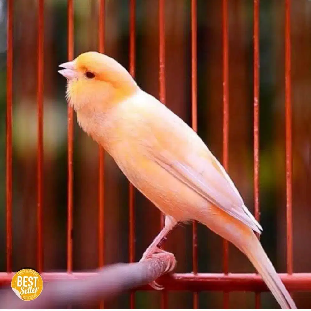 Burung kenari gacor gacor banyak pilihan