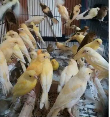 burung kenari bahan sortir jantan banyak pilihan bisa ecer/grosir