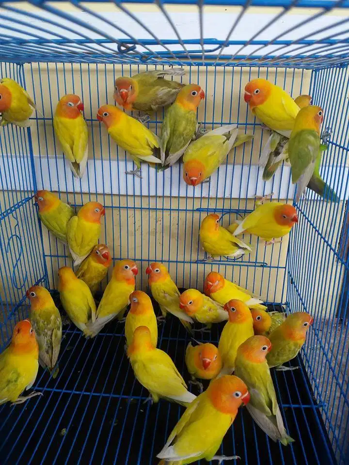 jual burung lovebird love bird banyak pilihan