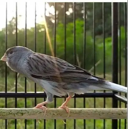 burung kenari starblue gacor limited edition