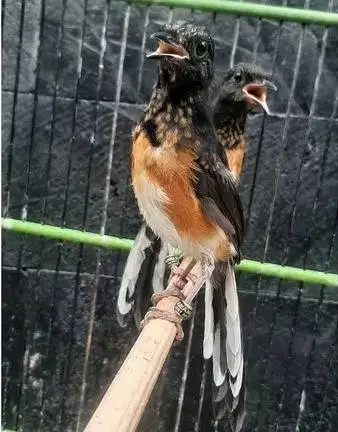 burung murai medan trotol garansi sepasang pilihan