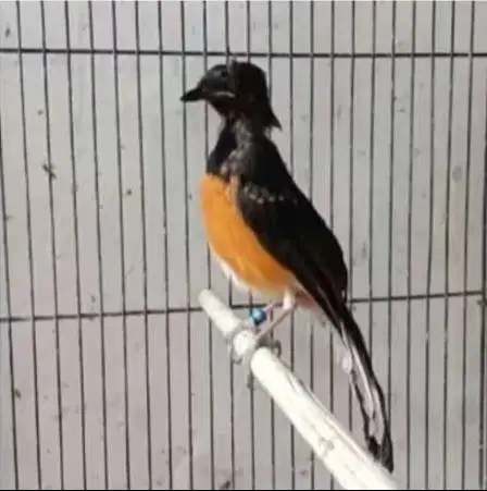 burung murai medan trotol garansi jantan 100%