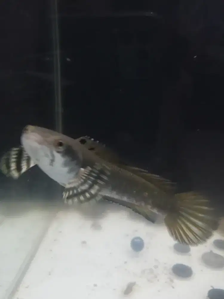 Di jual ikan chana pulcra