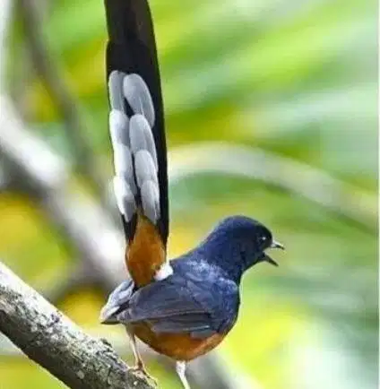 burung murai medan betina cewek dewasa siap ternak