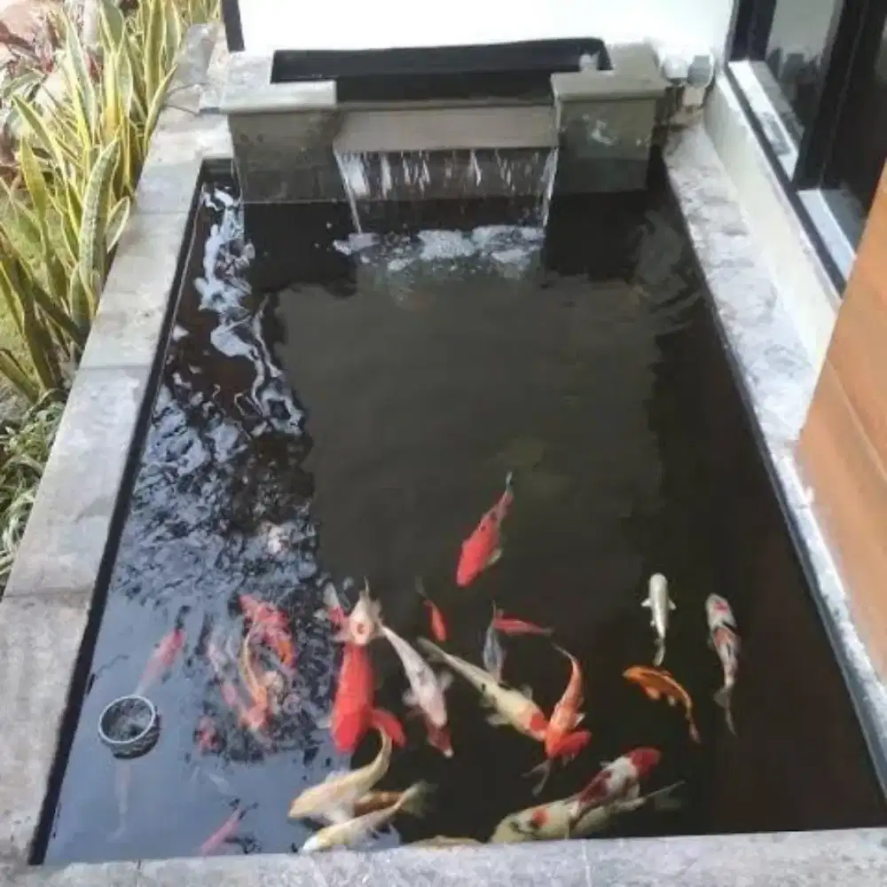 Jasa pembuatan kolam ikan koi minimalis dan taman