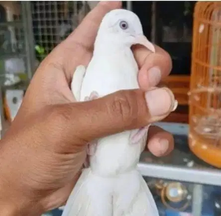 burung perkutut putih kapas mata merah asli limited