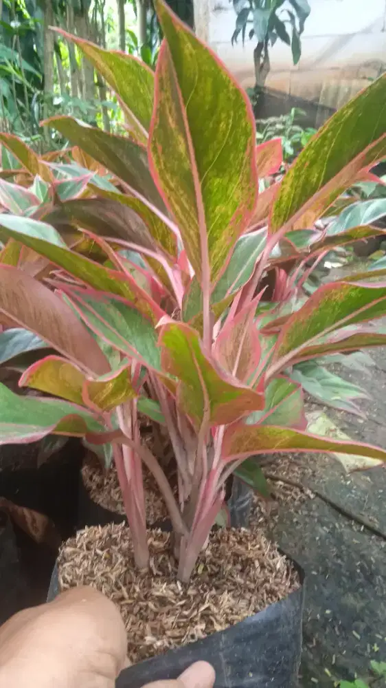 lipstik merah rimbun