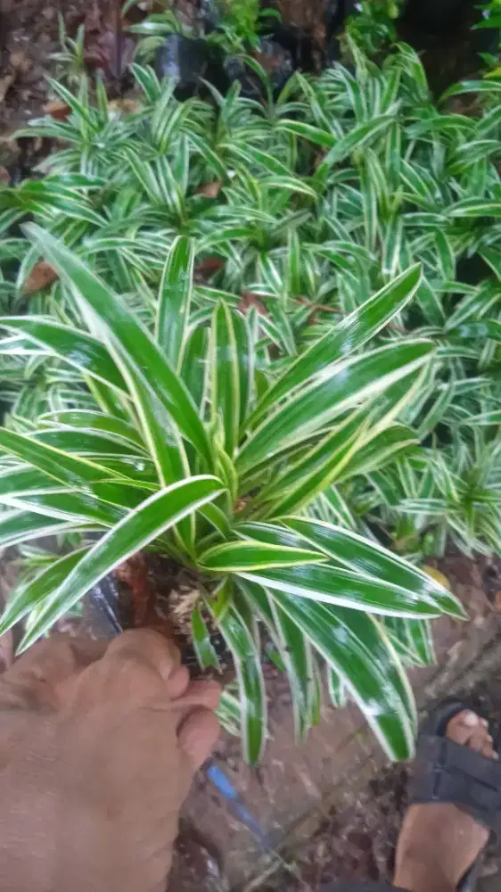 liliparis super rimbun