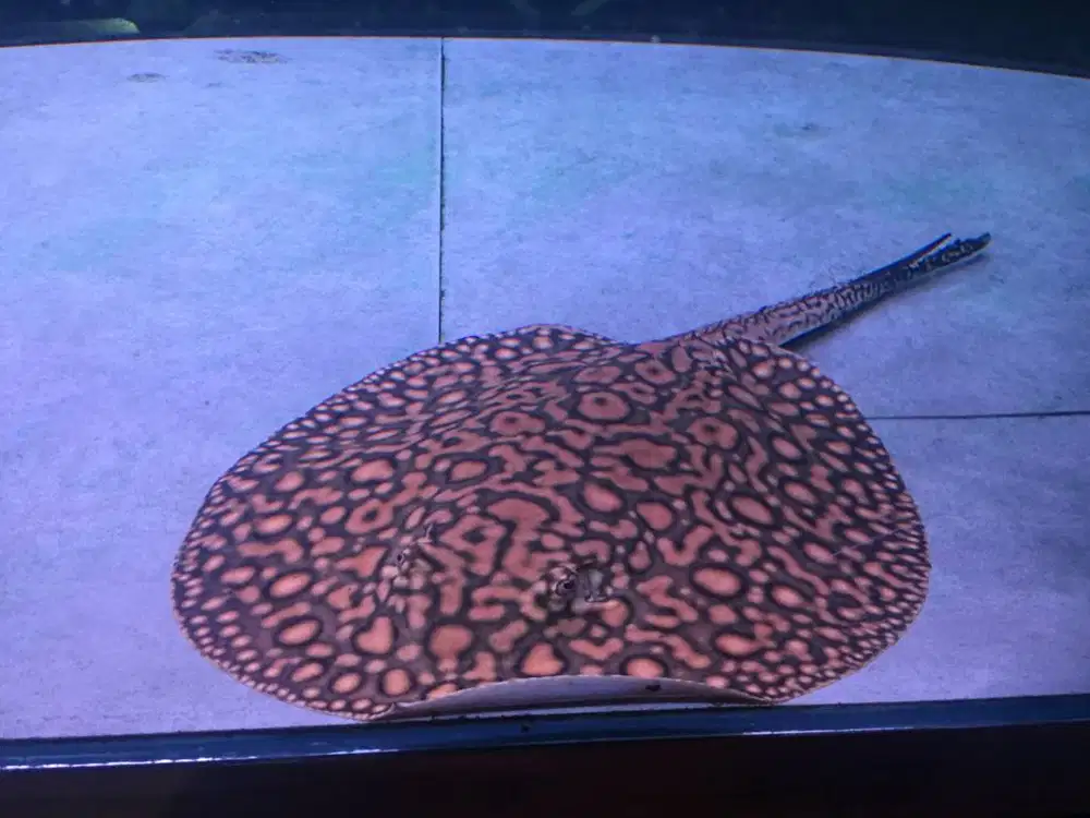 Ikan Stingray Motoro Air Tawar