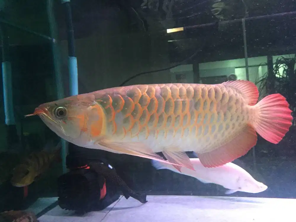 Arwana Super Red Full Certificate