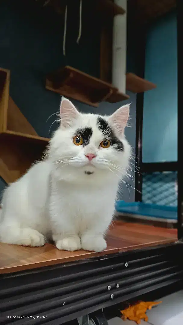 Kucing Munchkin jantan