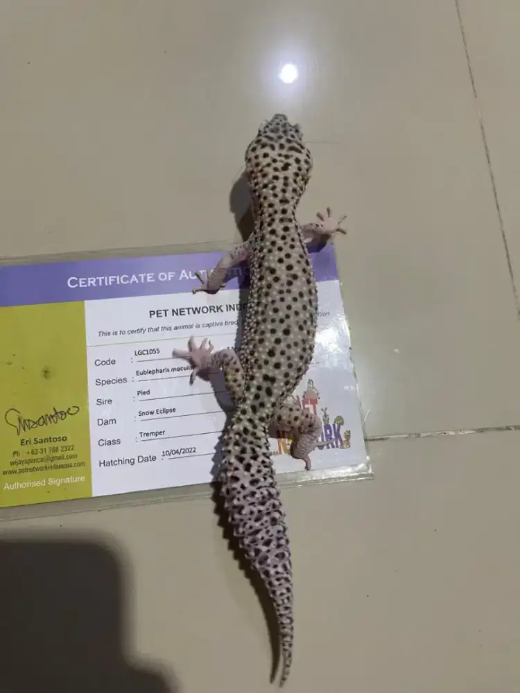 Jual gecko jantan mulus sehat