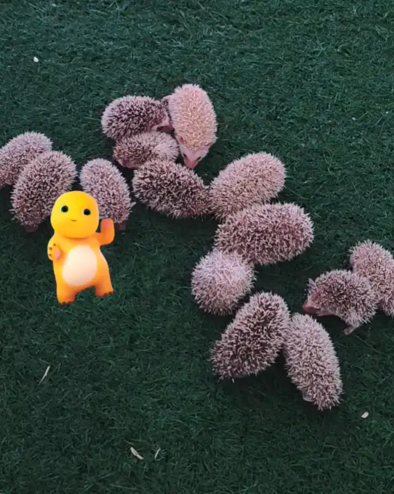 landak mini lucu anakan