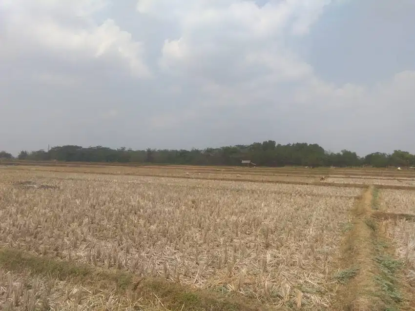 Dijual Lahan Sawah dekat dengan pabrik (akses masuk mobil)