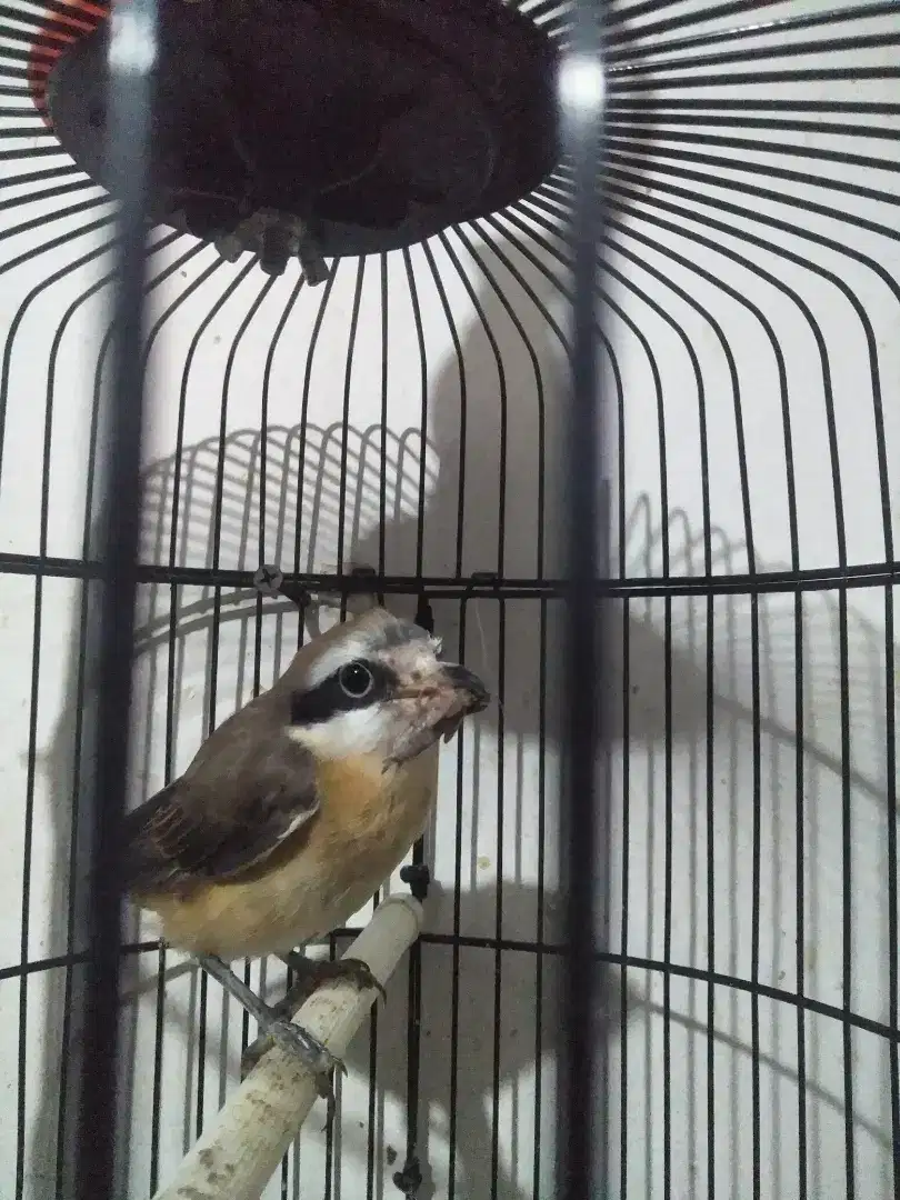 Burung pentet  pur total burja