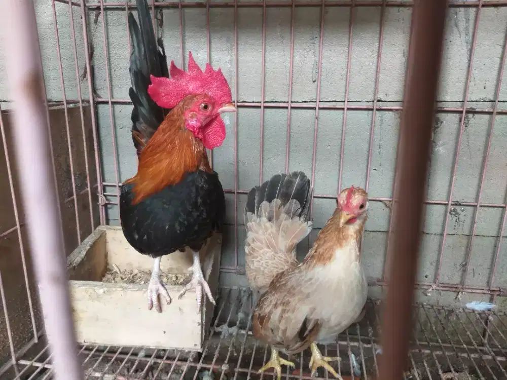 Ayam kate ayam serama